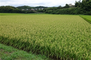 Agricultural Products of Usuki (Oita)