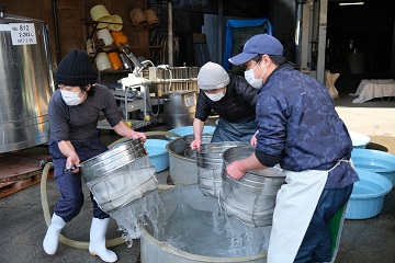 特別純米・仲仕込み用の麹米