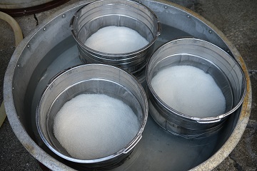 特別純米・仲仕込み用の麹米