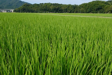 臼杵市家野・望月の田んぼ