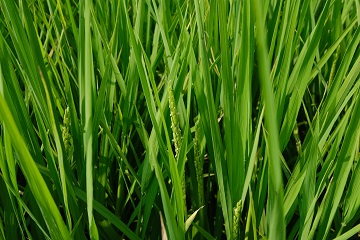 臼杵市家野・望月の田んぼ