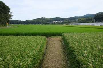 若水の田んぼ